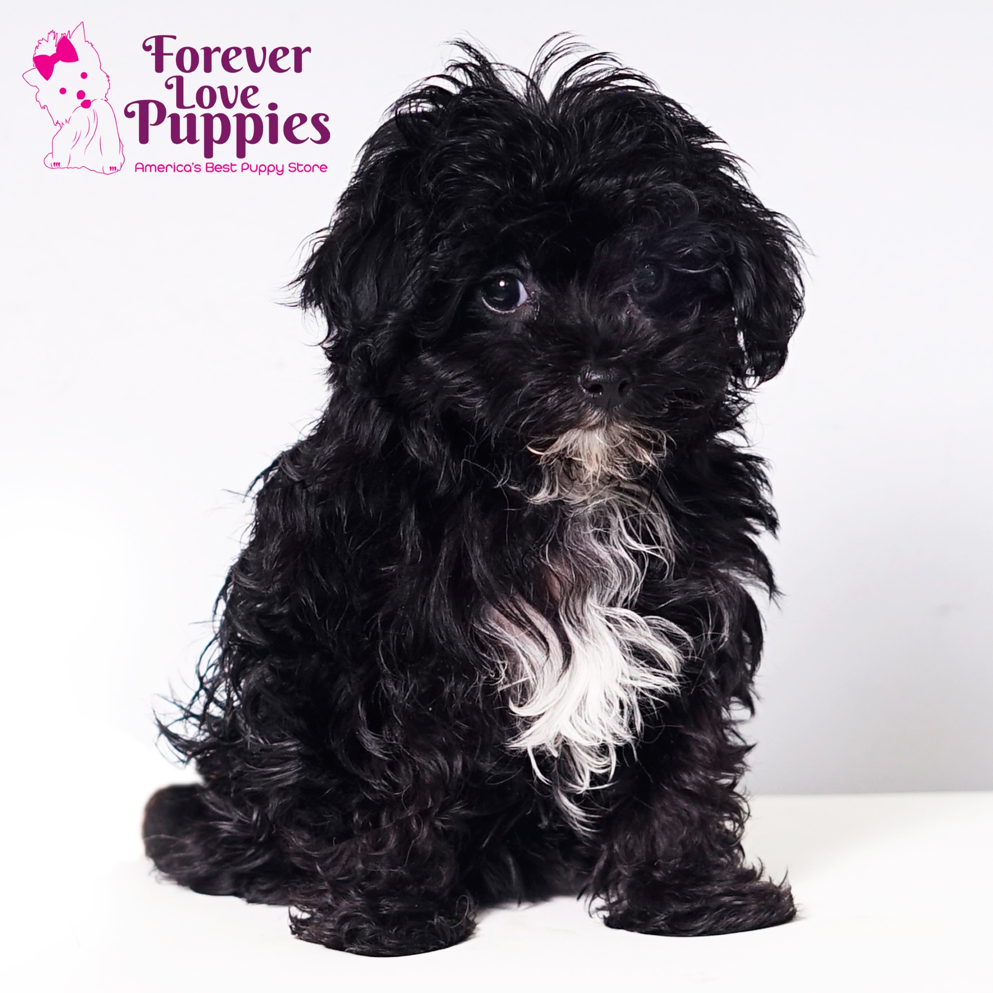 Micro Maltipoo Puppies For Sale Near Me