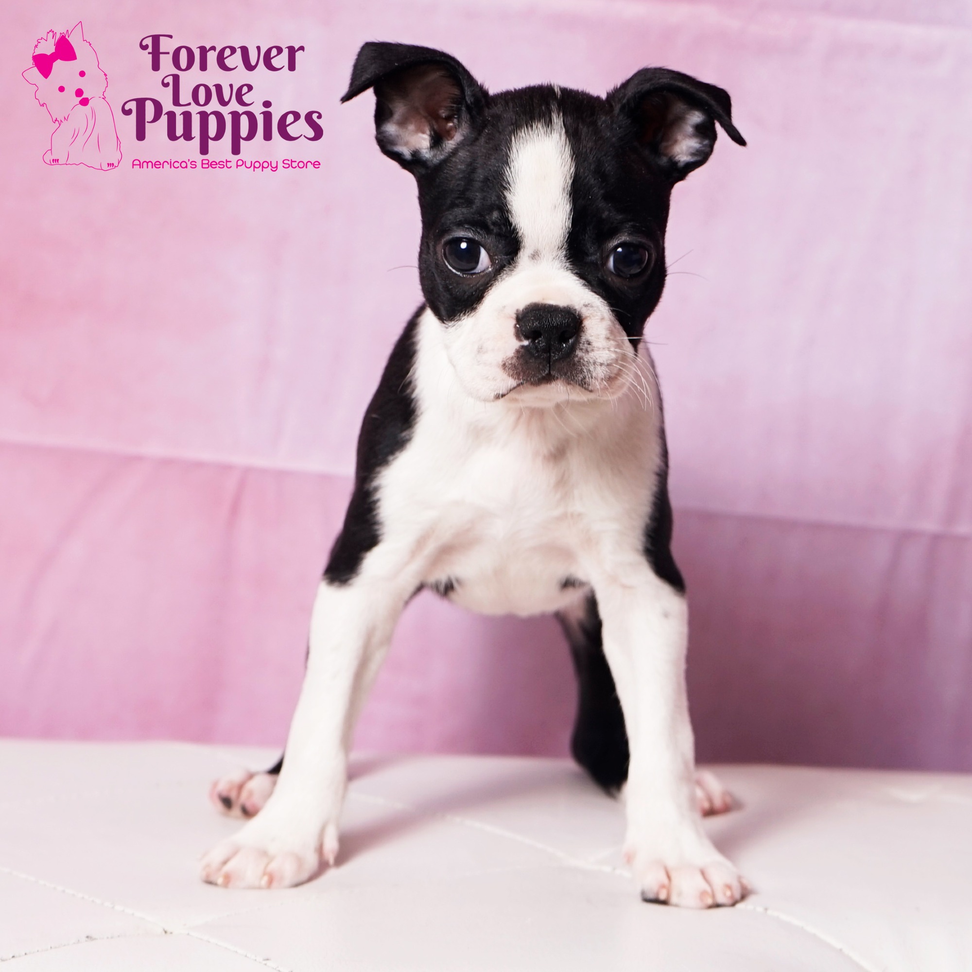 Boston Terrier Puppies for Sale | Forever Love Puppies