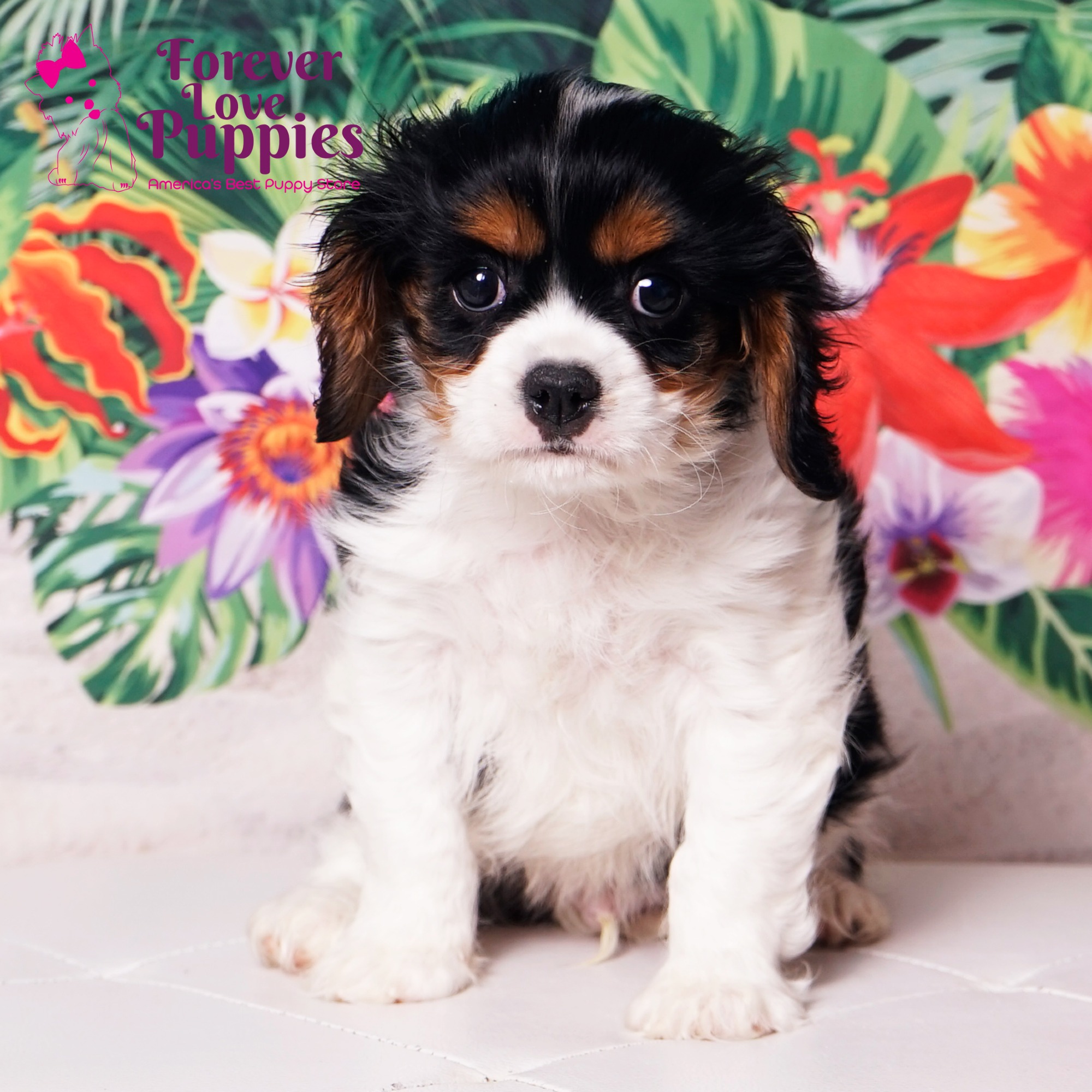 Cavalier King Charles Spaniel Puppies for Sale | Forever Love Puppies