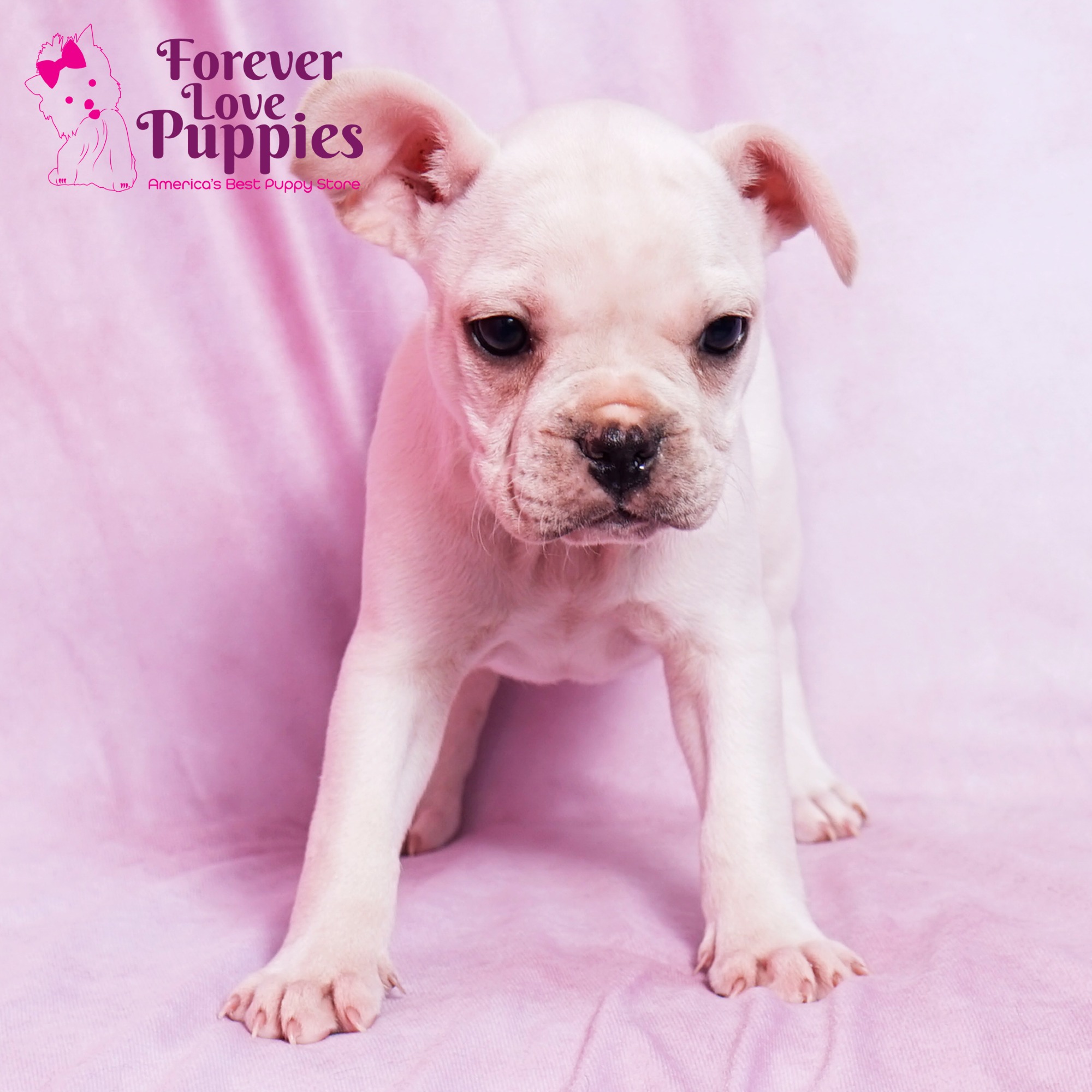 french-bulldog-puppies-for-sale-forever-love-puppies