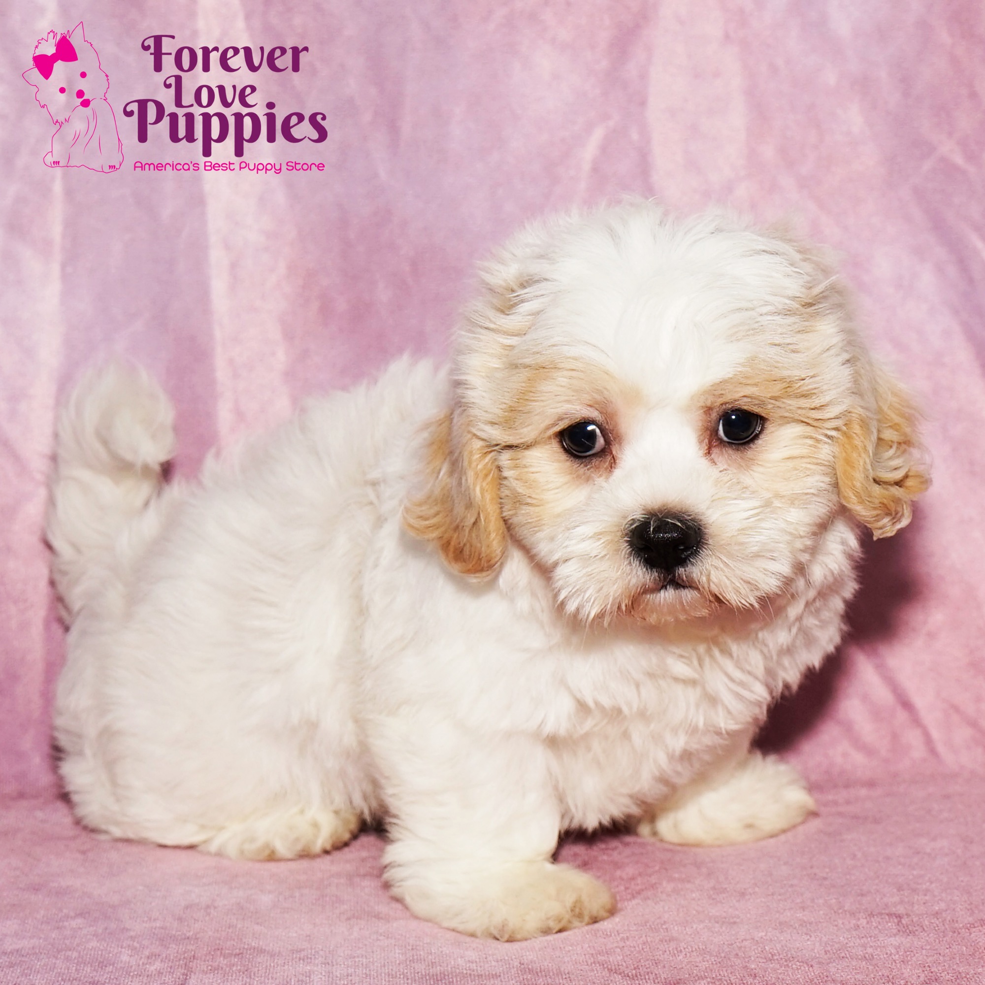 Teddy Bear Puppies for Sale | Forever Love Puppies