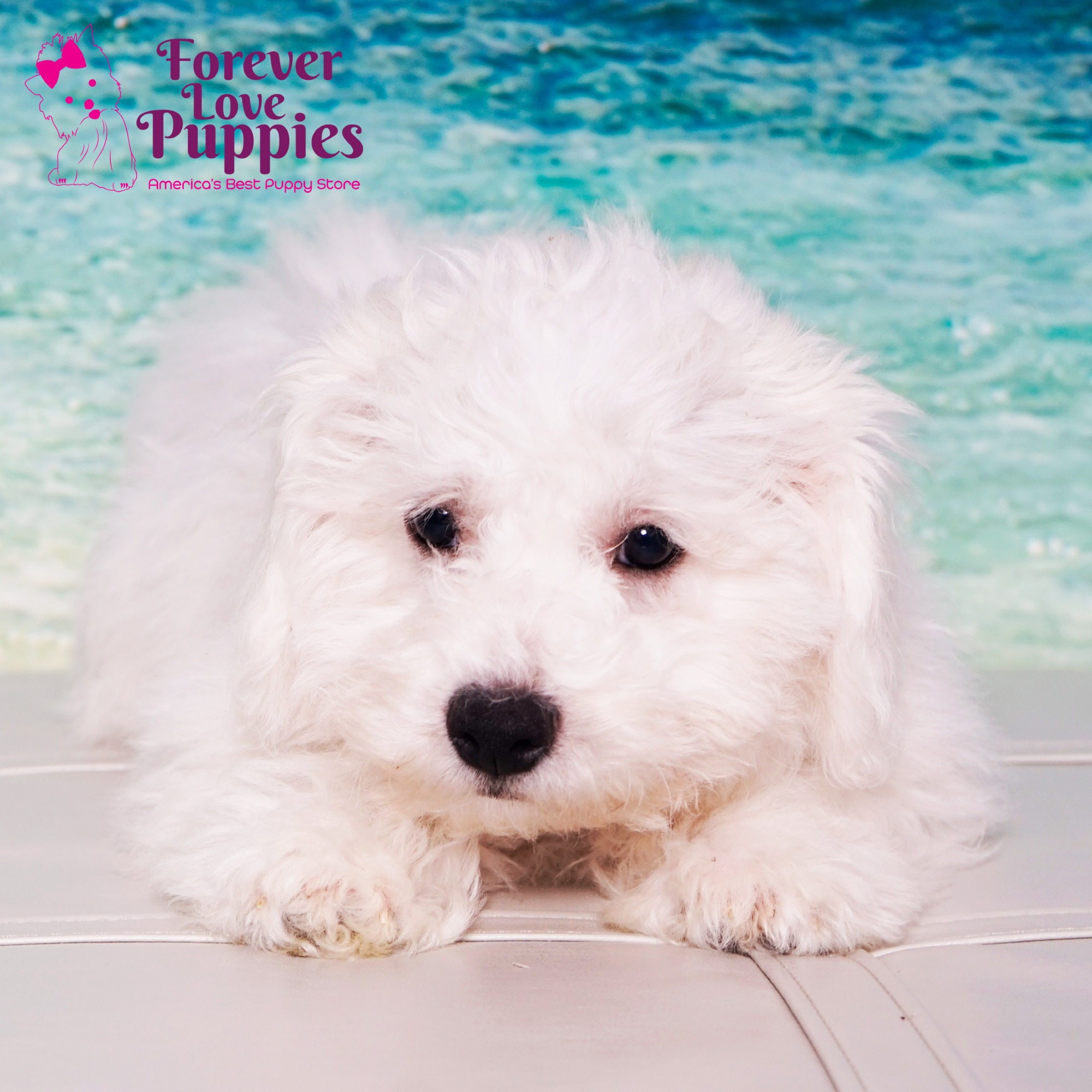 Bichon Frise Puppies for Sale | Forever Love Puppies