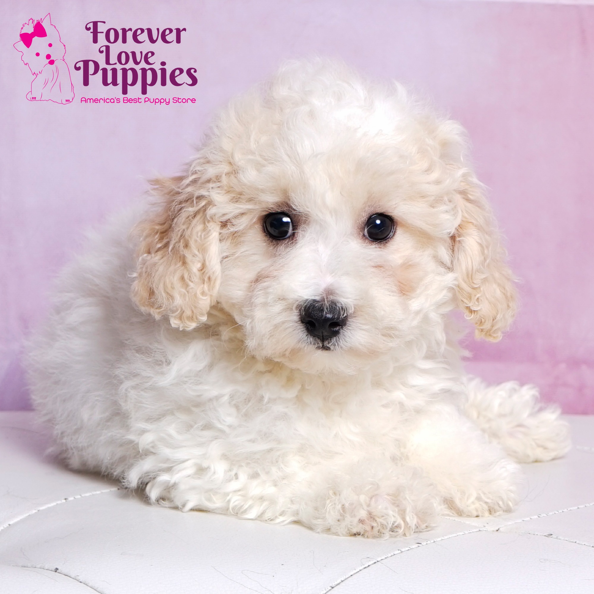 Bichonpoo Puppies For Sale Forever Love Puppies