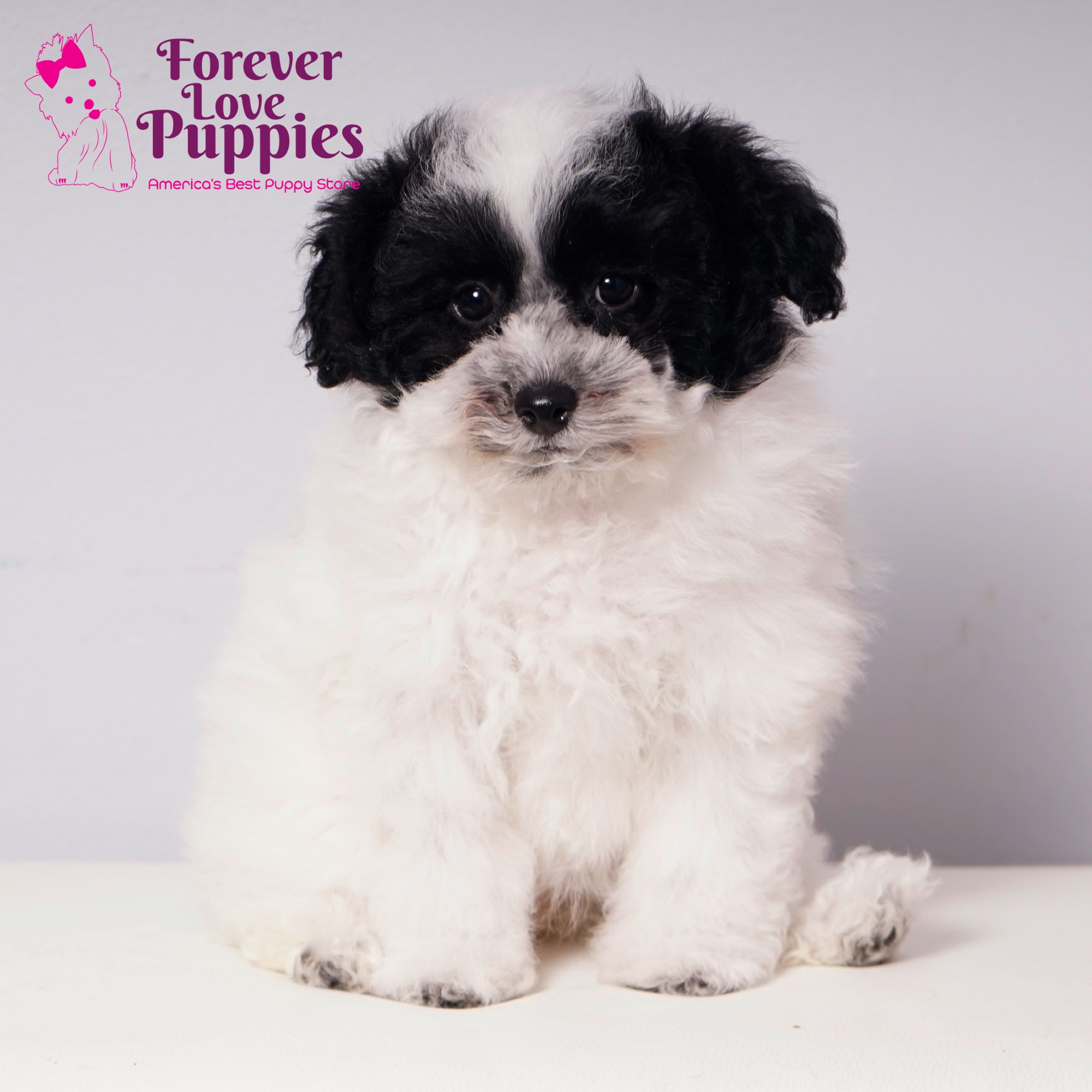 Bichonpoo Puppies For Sale Forever Love Puppies