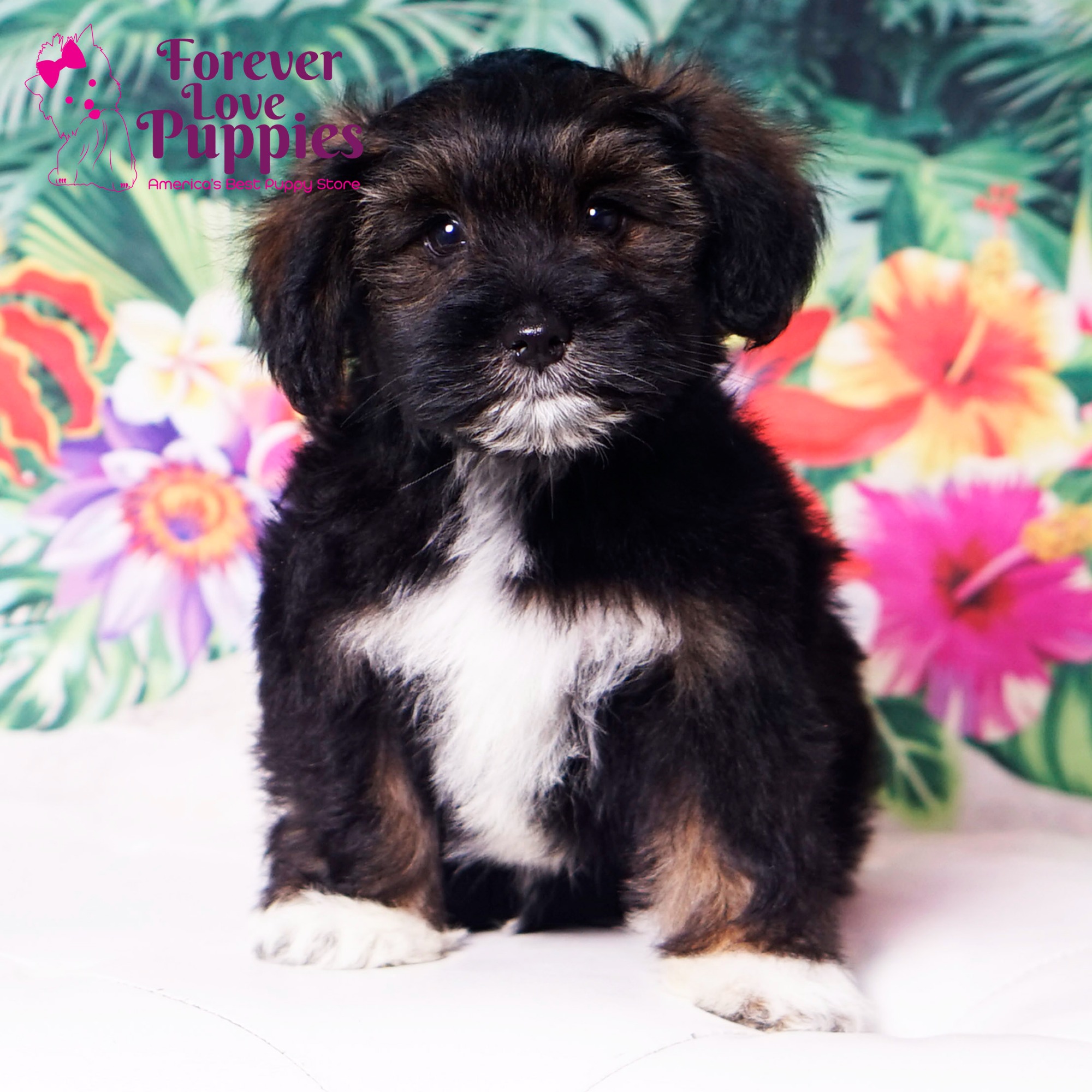 Lhasa Apso Puppies for Sale near Boca Raton Forever Love