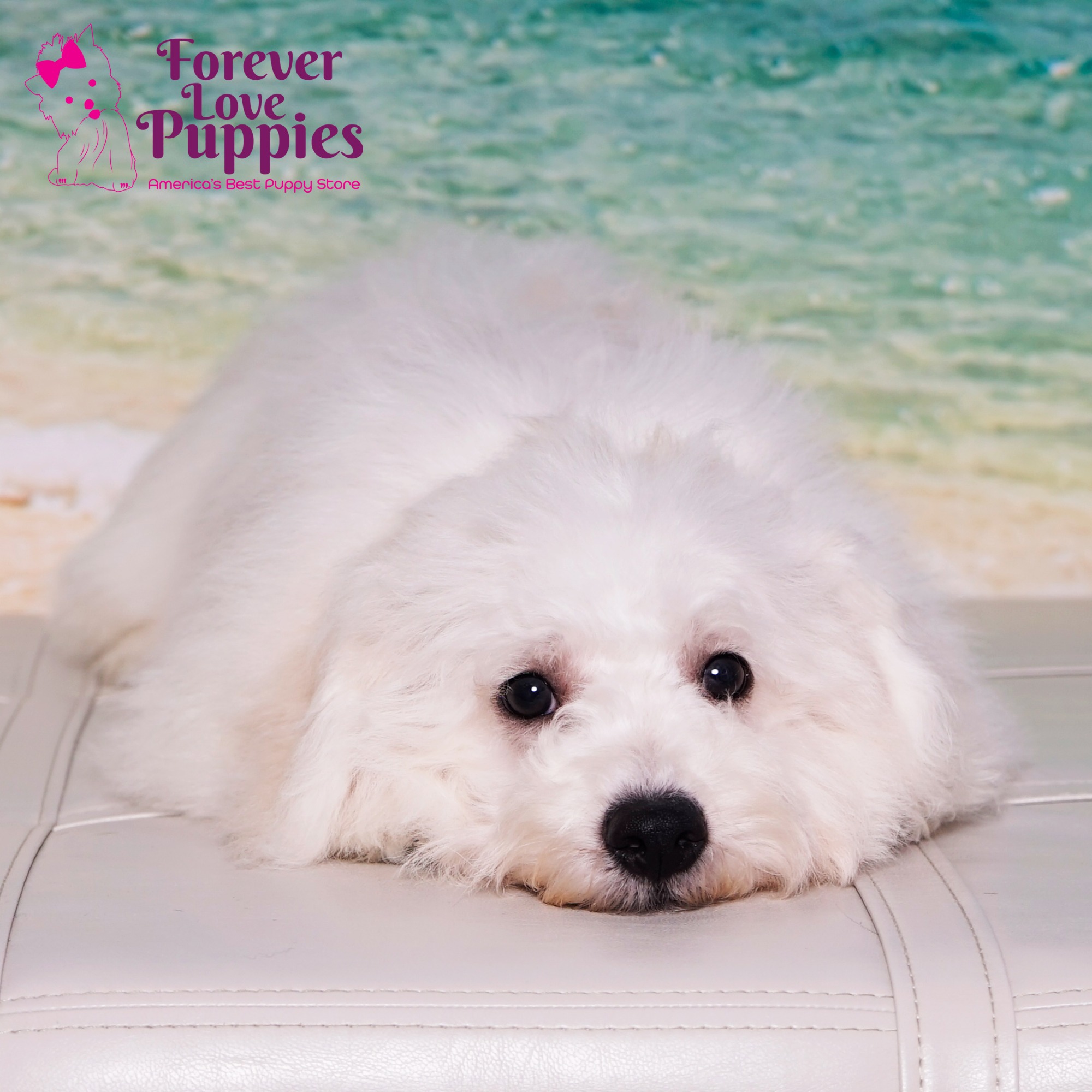 Bichon Frise Puppies for Sale | Forever Love Puppies