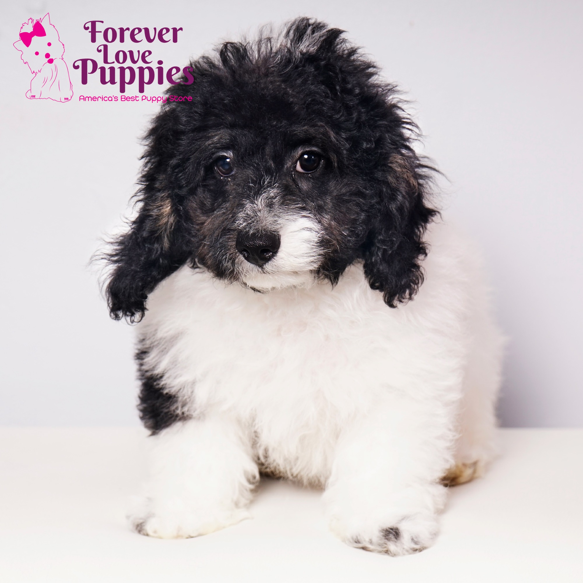 Cockapoo Puppies for Sale | Forever Love Puppies