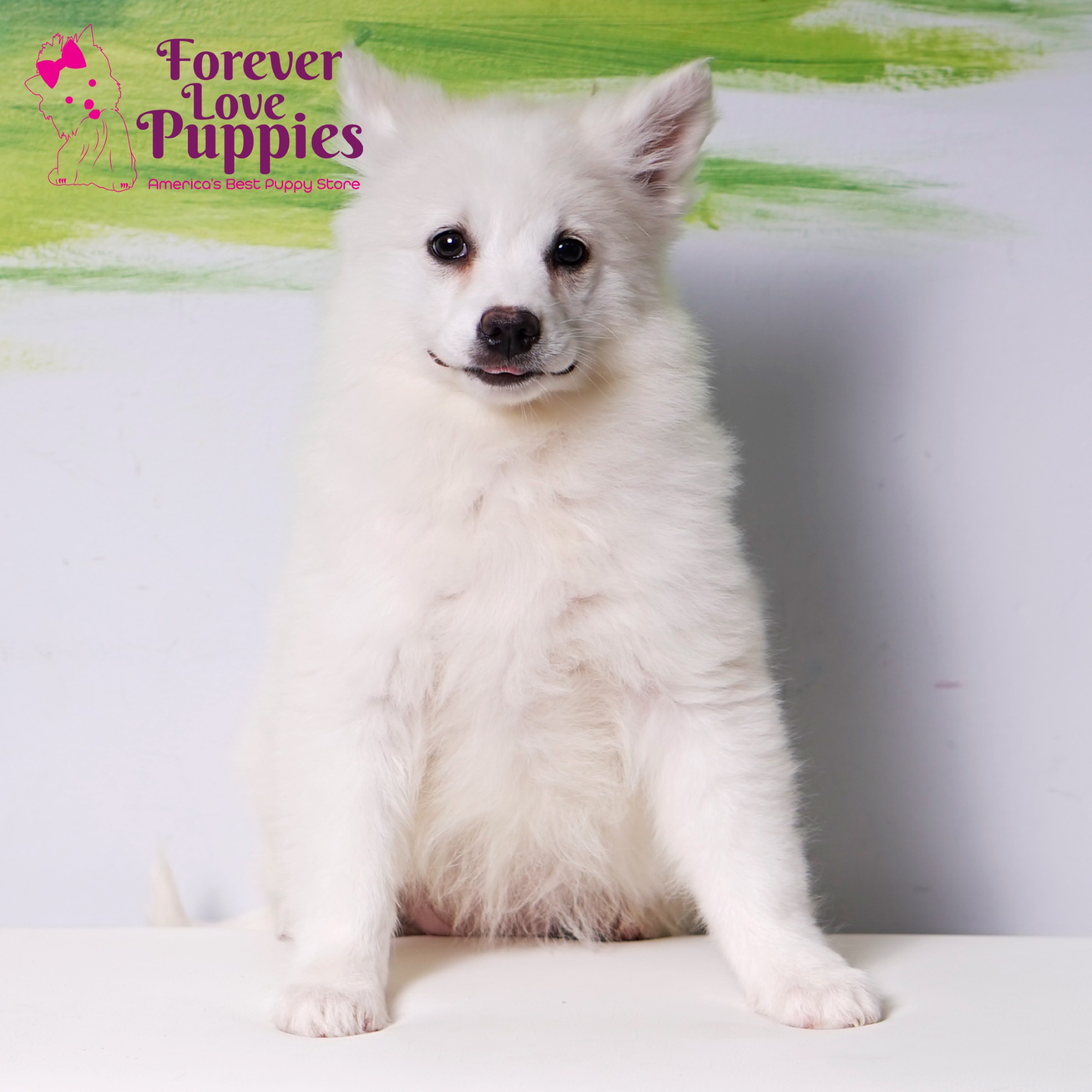 American Eskimo Puppies for Sale near Boca Raton Forever